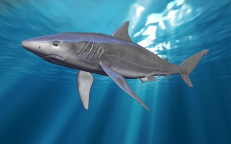 shark rigged animated Low-poly 3D model_6