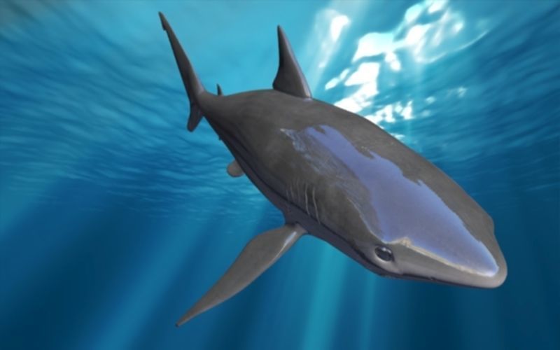 shark rigged animated Low-poly 3D model_8