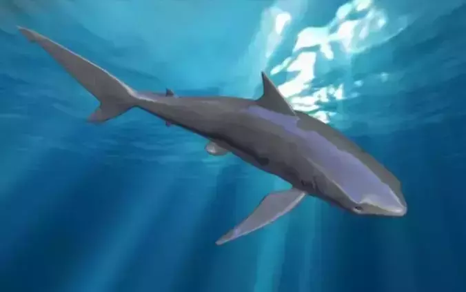 shark rigged animated Low-poly 3D model