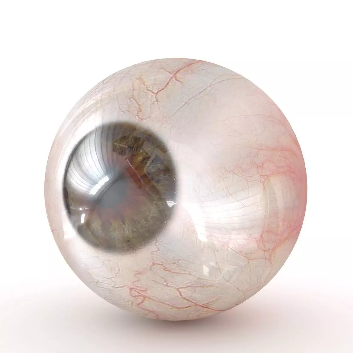 Human Eye 3D model