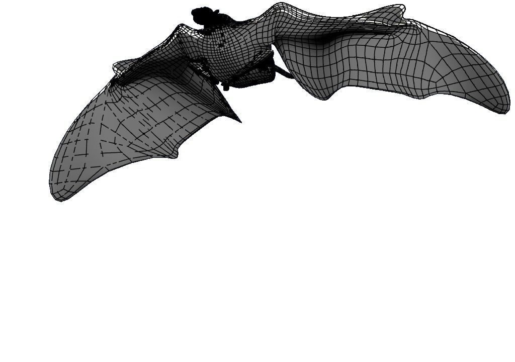 New Dino Low-poly 3D model_12