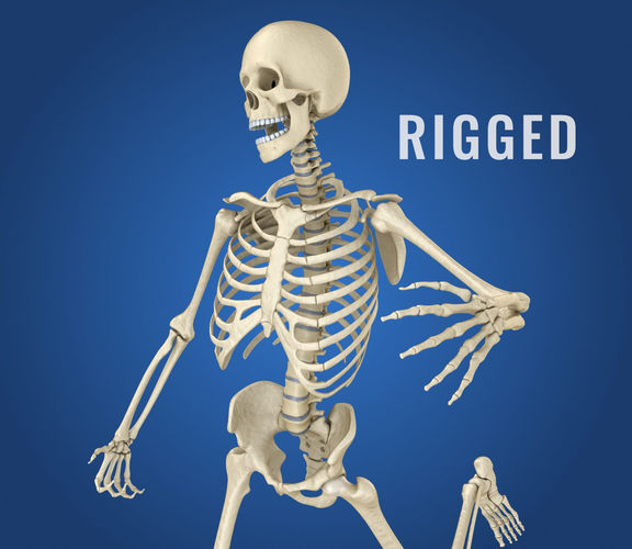 Human Skeleton 3D model 3D model