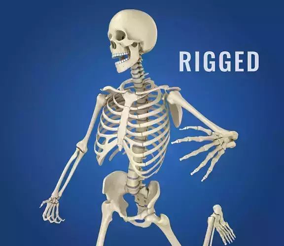Human Skeleton 3D model 3D model