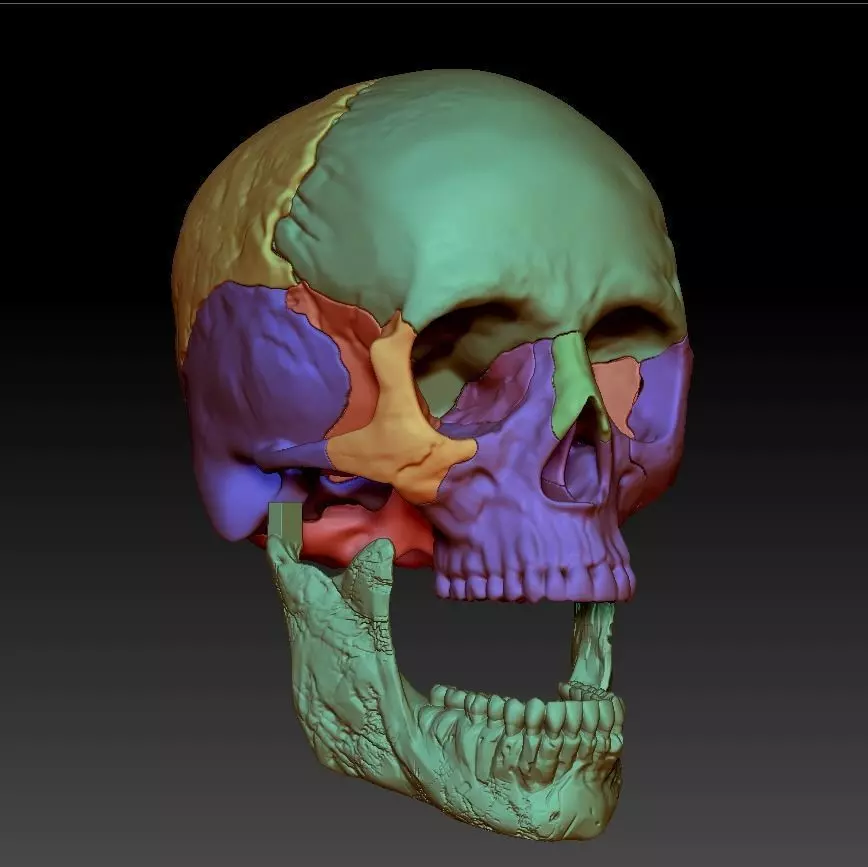 Human skull 3DP model cut in major bones 3D print model_0