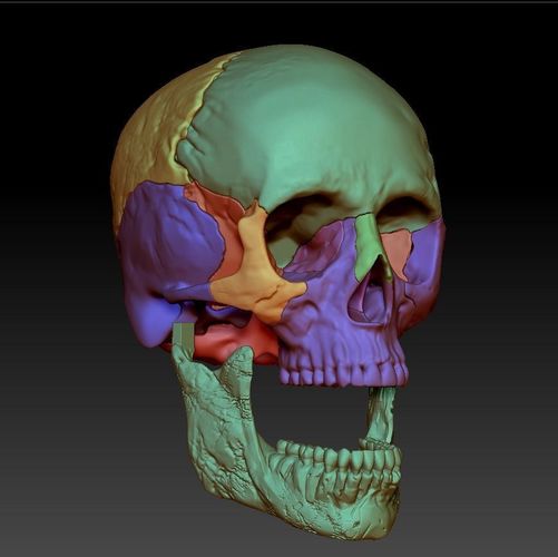 Human skull 3DP model cut in major bones 3D print model