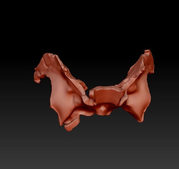 Human skull 3DP model cut in major bones 3D print model_8