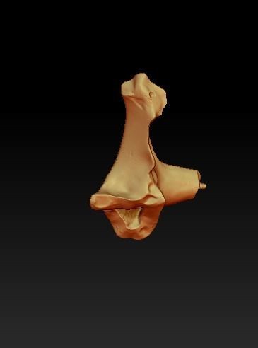 Human skull 3DP model cut in major bones 3D print model_7
