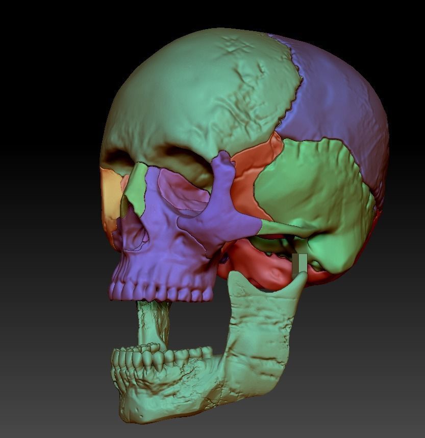 Human skull 3DP model cut in major bones 3D print model_1