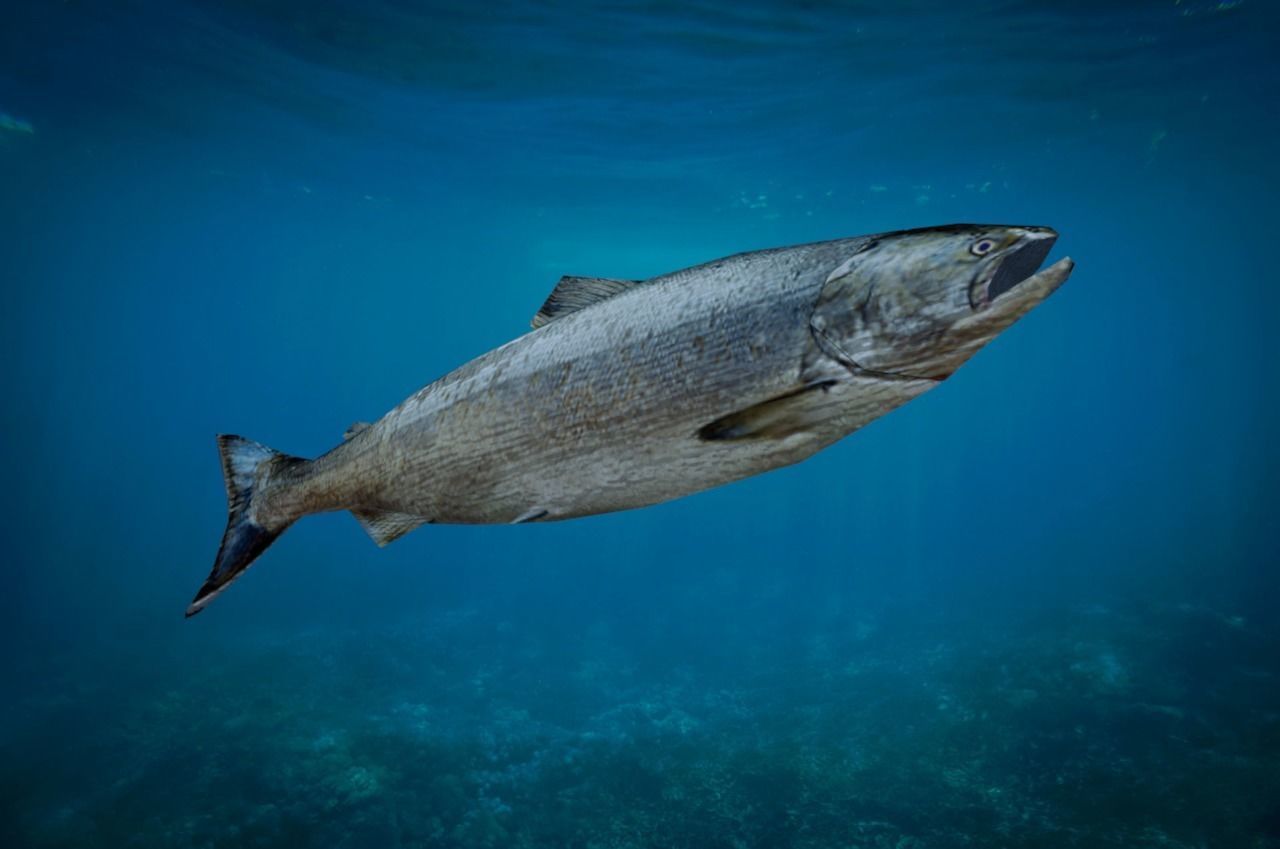 Salmon Fish Lowpoly 3D Gaming model Low-poly 3D model_5