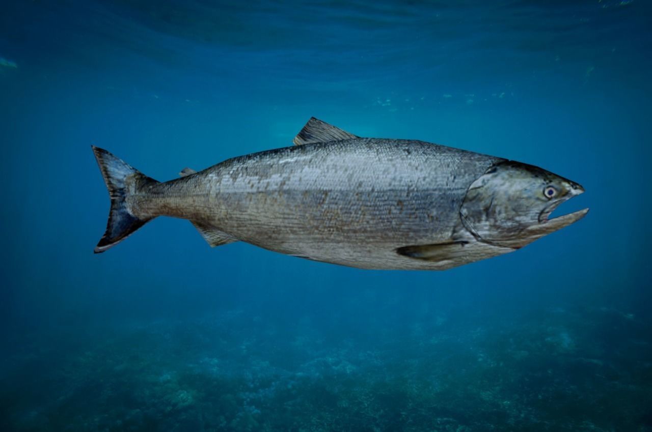 Salmon Fish Lowpoly 3D Gaming model Low-poly 3D model_6