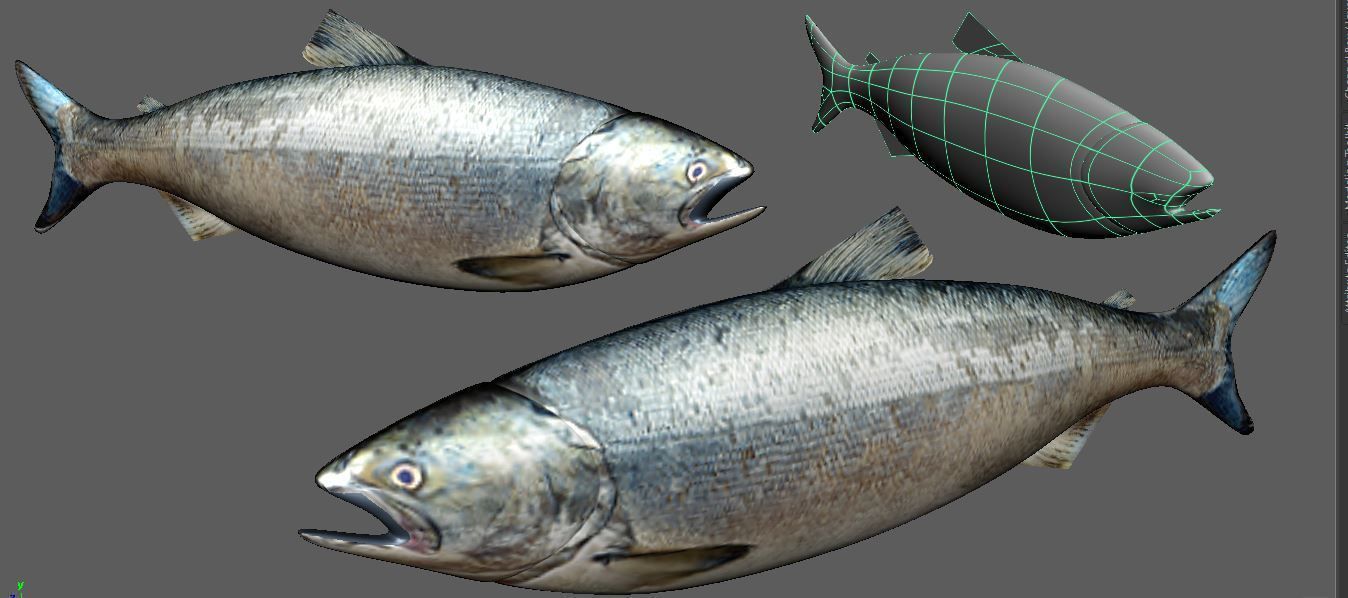 Salmon Fish Lowpoly 3D Gaming model Low-poly 3D model_1