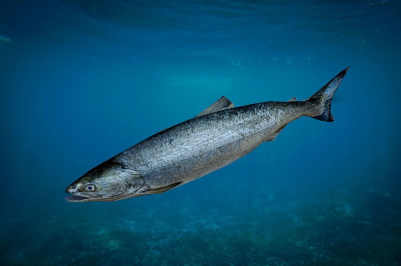 Salmon Fish Lowpoly 3D Gaming model Low-poly 3D model_2