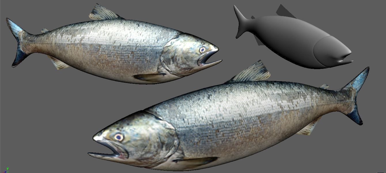 Salmon Fish Lowpoly 3D Gaming model Low-poly 3D model_3