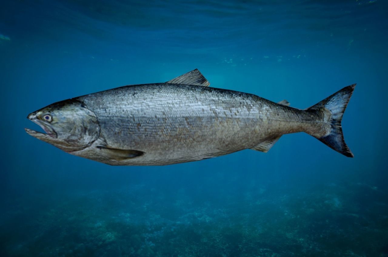 Salmon Fish Lowpoly 3D Gaming model Low-poly 3D model_4