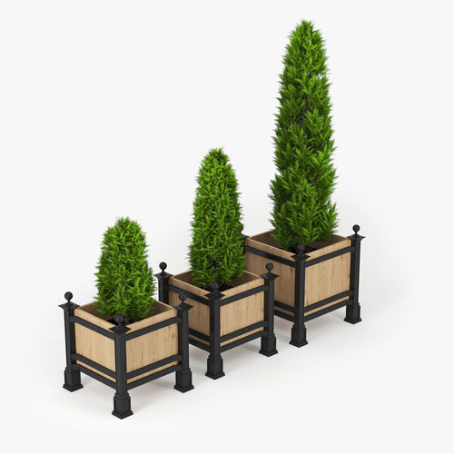 Thuja three planters with tree in middle 3D model