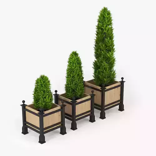 Thuja three planters with tree in middle