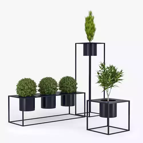 Box plant