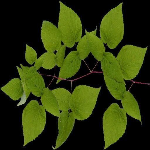 Broadleave Trees Low-poly 3D model_18