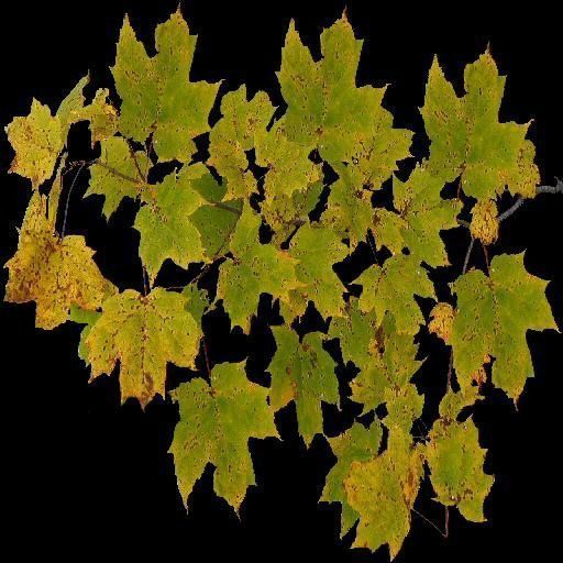 Broadleave Trees Low-poly 3D model_21