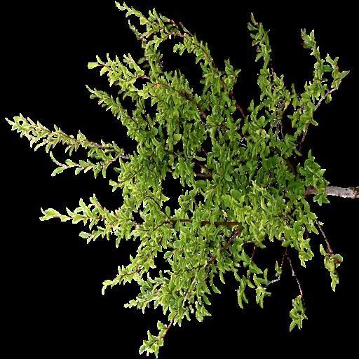 Broadleave Trees Low-poly 3D model_20