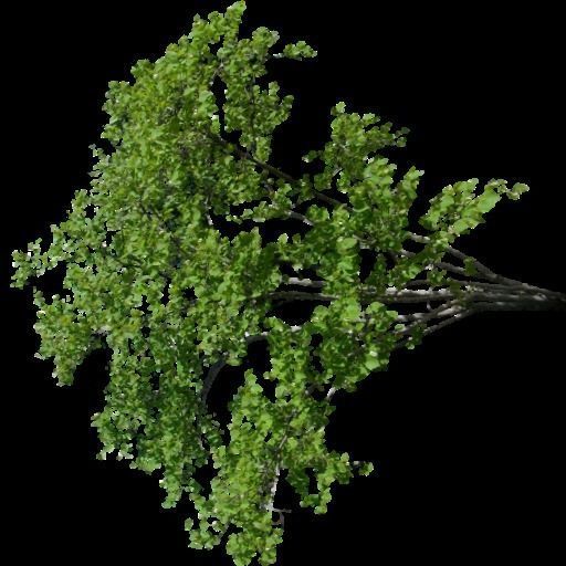 Broadleave Trees Low-poly 3D model_19