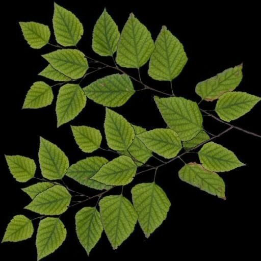 Broadleave Trees Low-poly 3D model_15