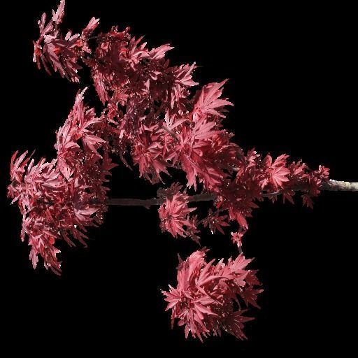 Broadleave Trees Low-poly 3D model_17