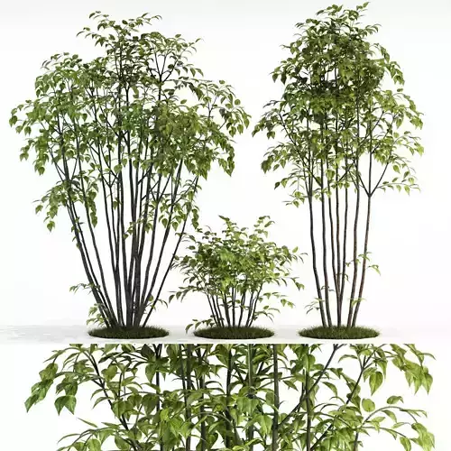 Plants collection 84