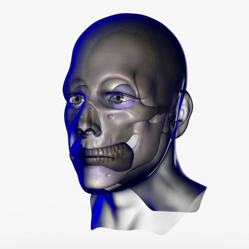 X-Ray Male Face Unrigged 3D model