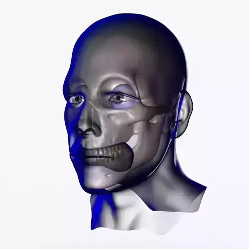 X-Ray Male Face Unrigged 3D model