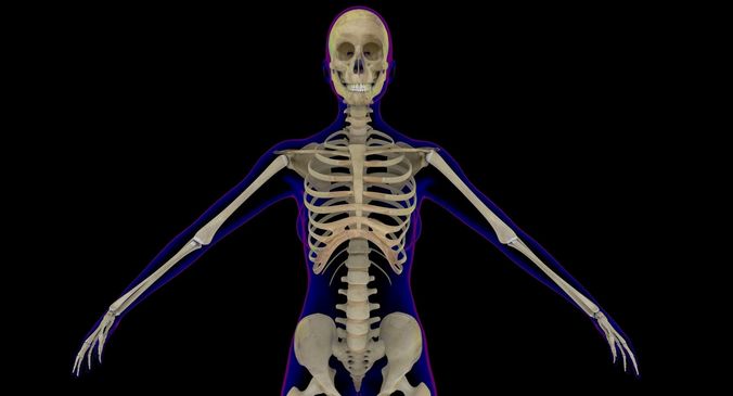 Full Female Skeleton X-Ray 3D model
