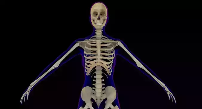 Full Female Skeleton X-Ray 3D model