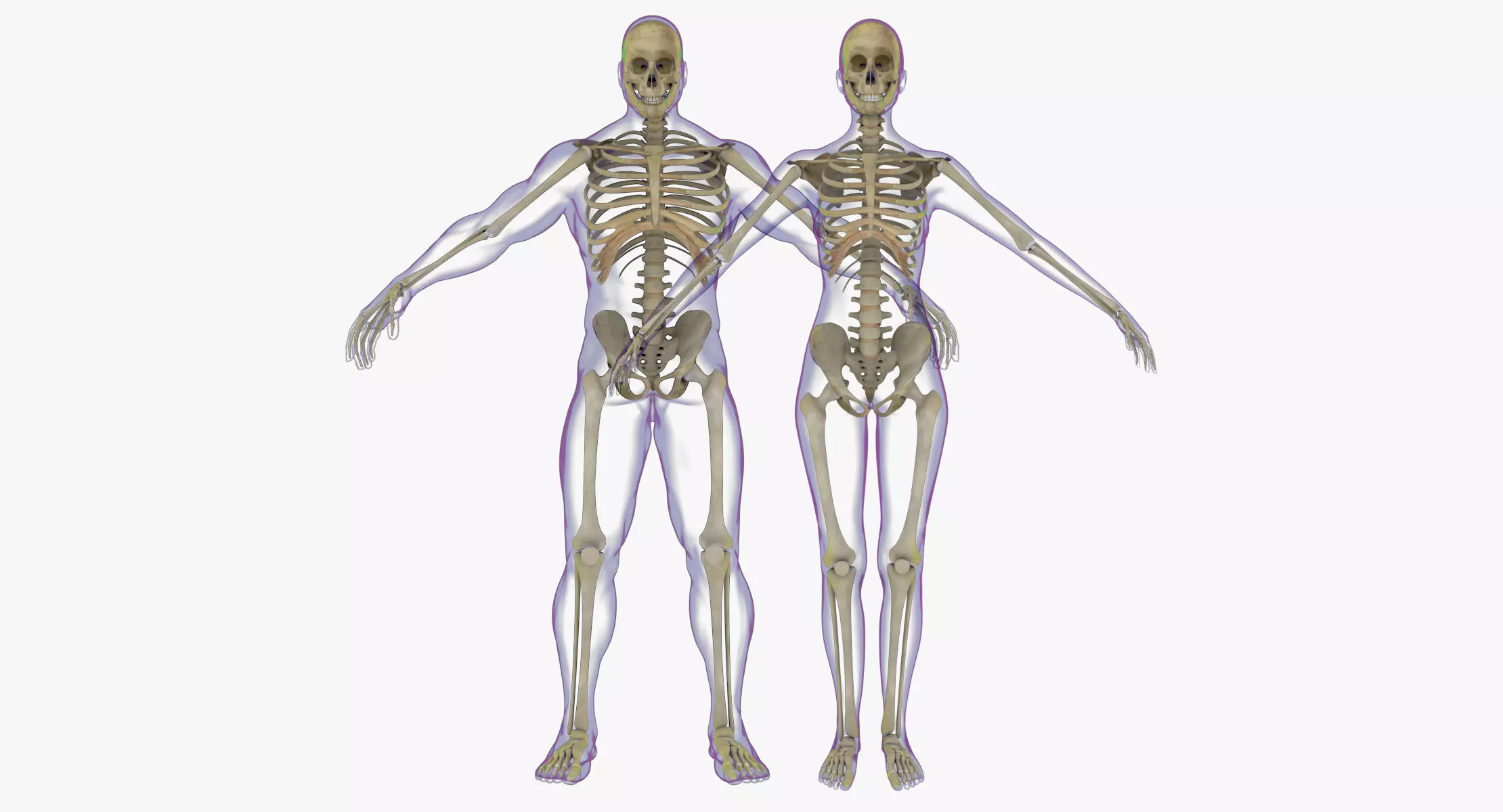 Full Male And Female Skeleton Anatomy 3D model
