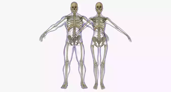 Full Male And Female Skeleton Anatomy