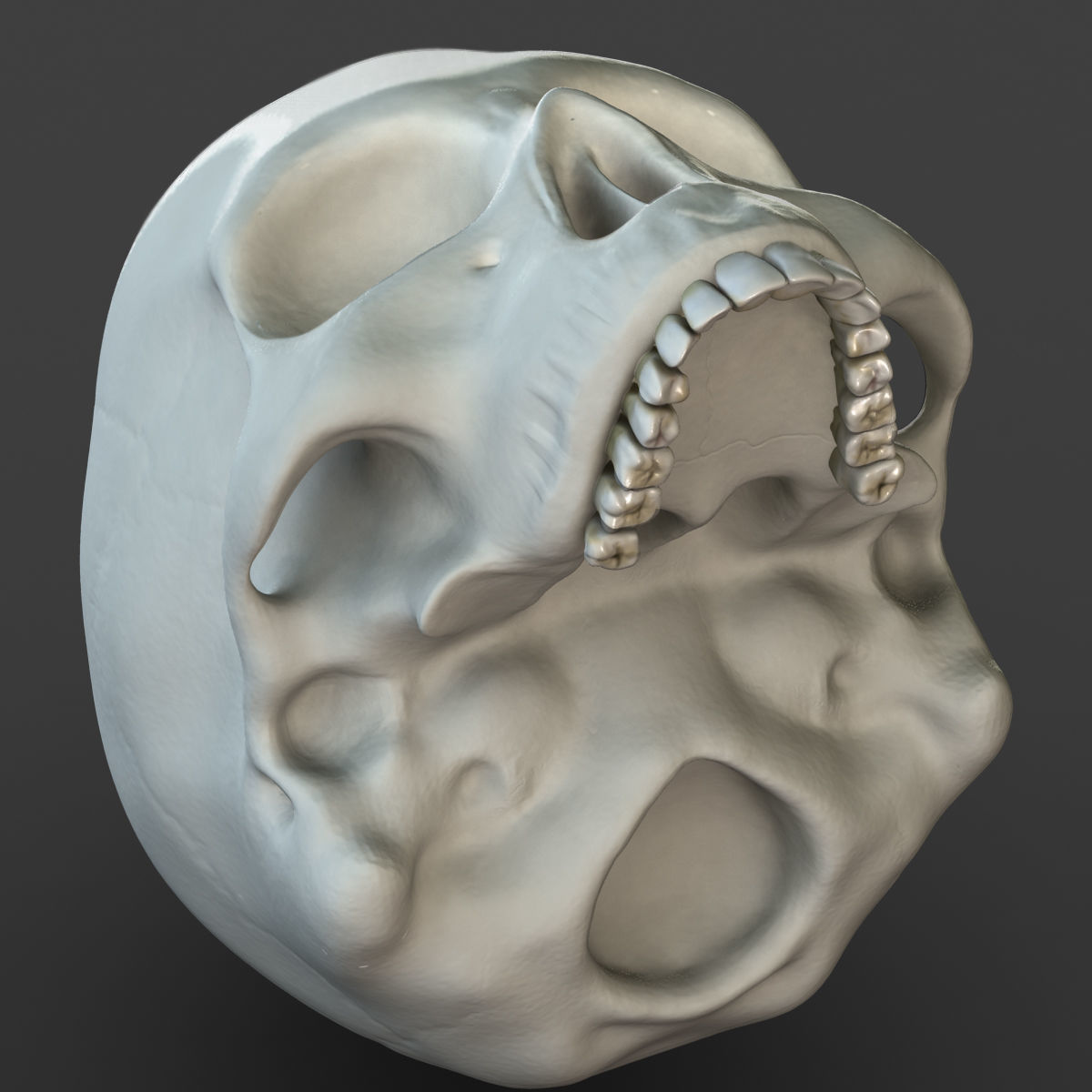 X-Ray Male Face Unrigged 3D model_5