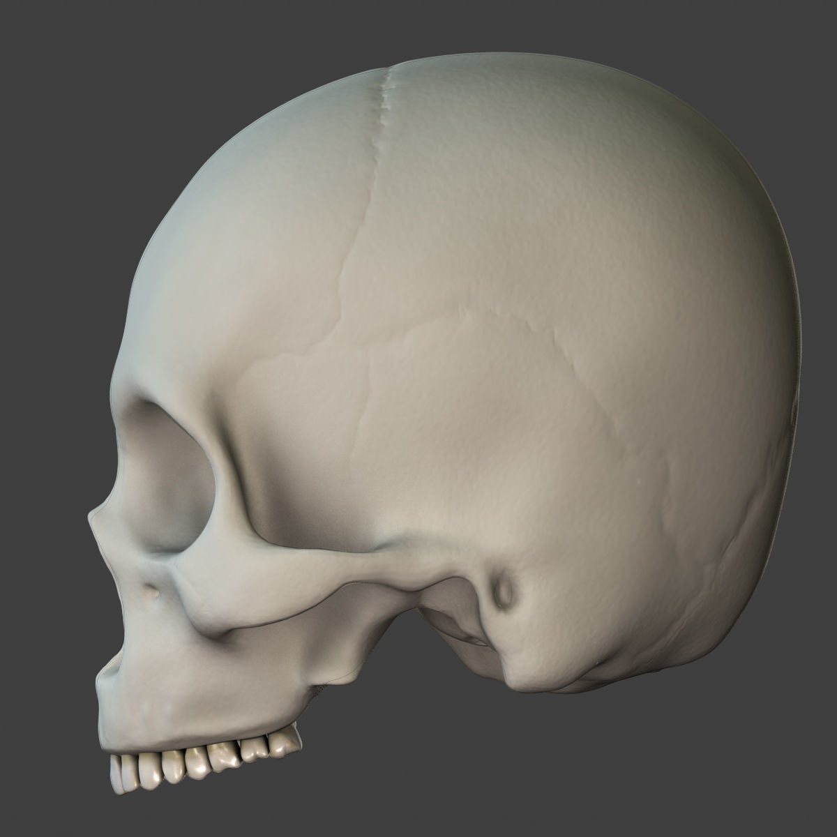 X-Ray Male Face Unrigged 3D model_4