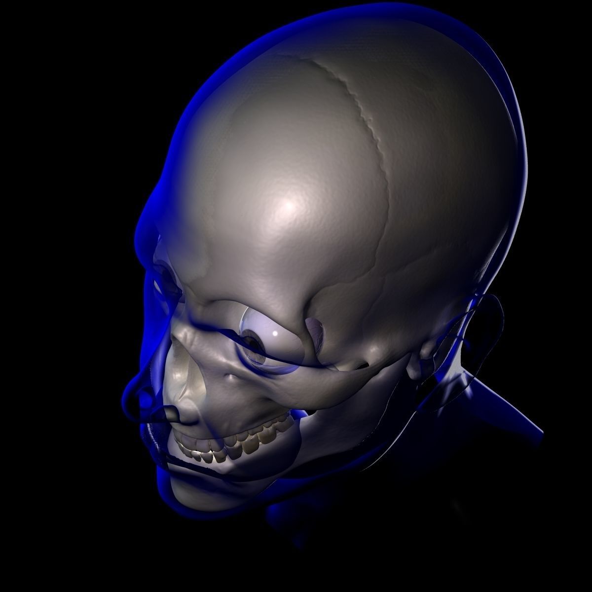 X-Ray Male Face 3D model_2