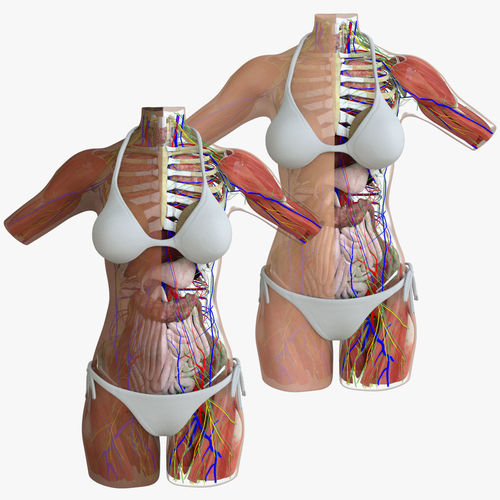 Detailed Female Torso Anatomy 3D model