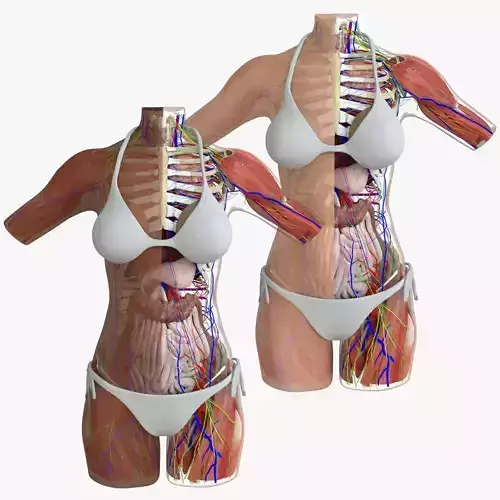 Detailed Female Torso Anatomy