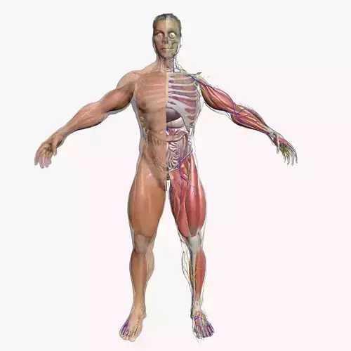 Ultimate Complete Male Anatomy 3DSmax