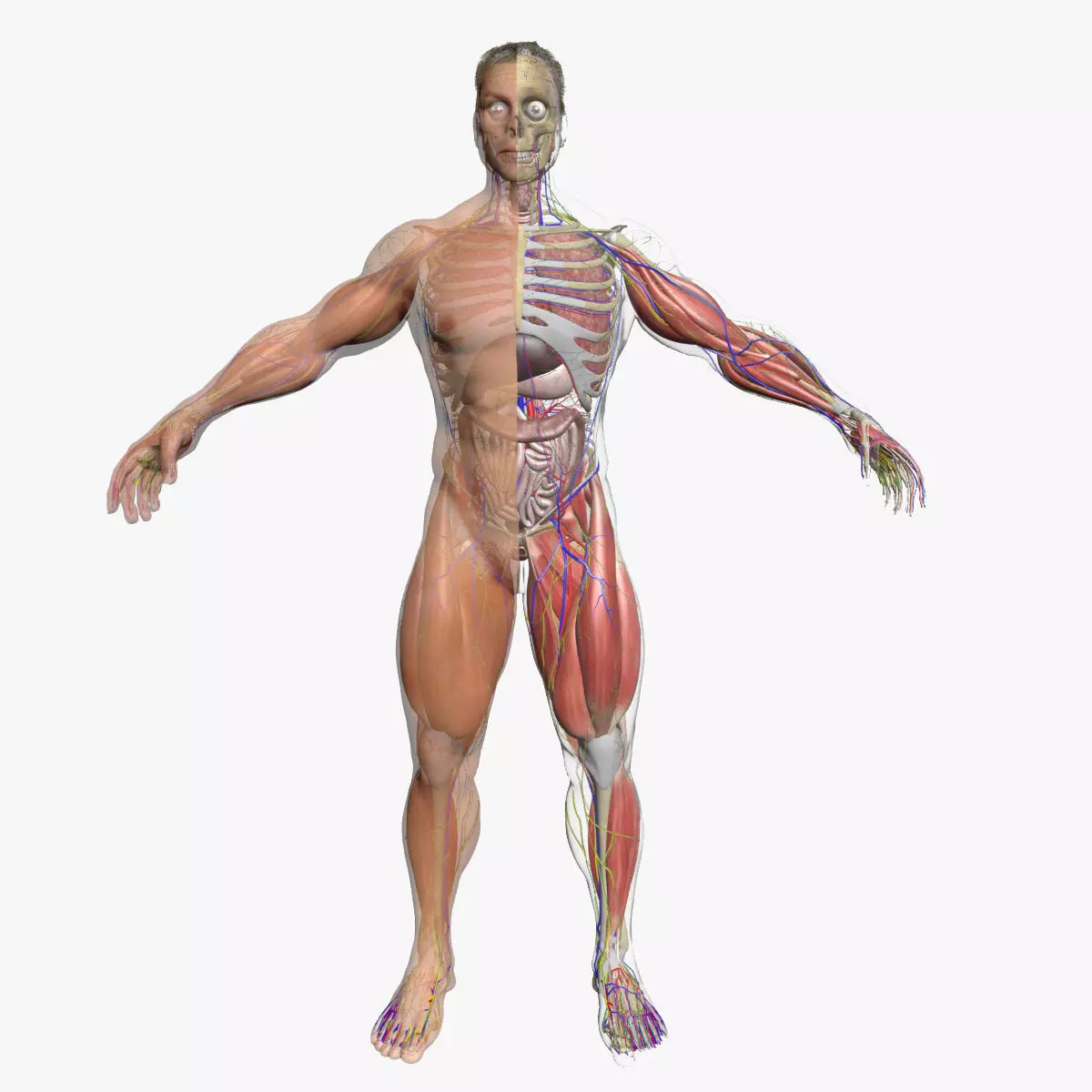 Ultimate Complete Male Anatomy 3DSmax 3D model