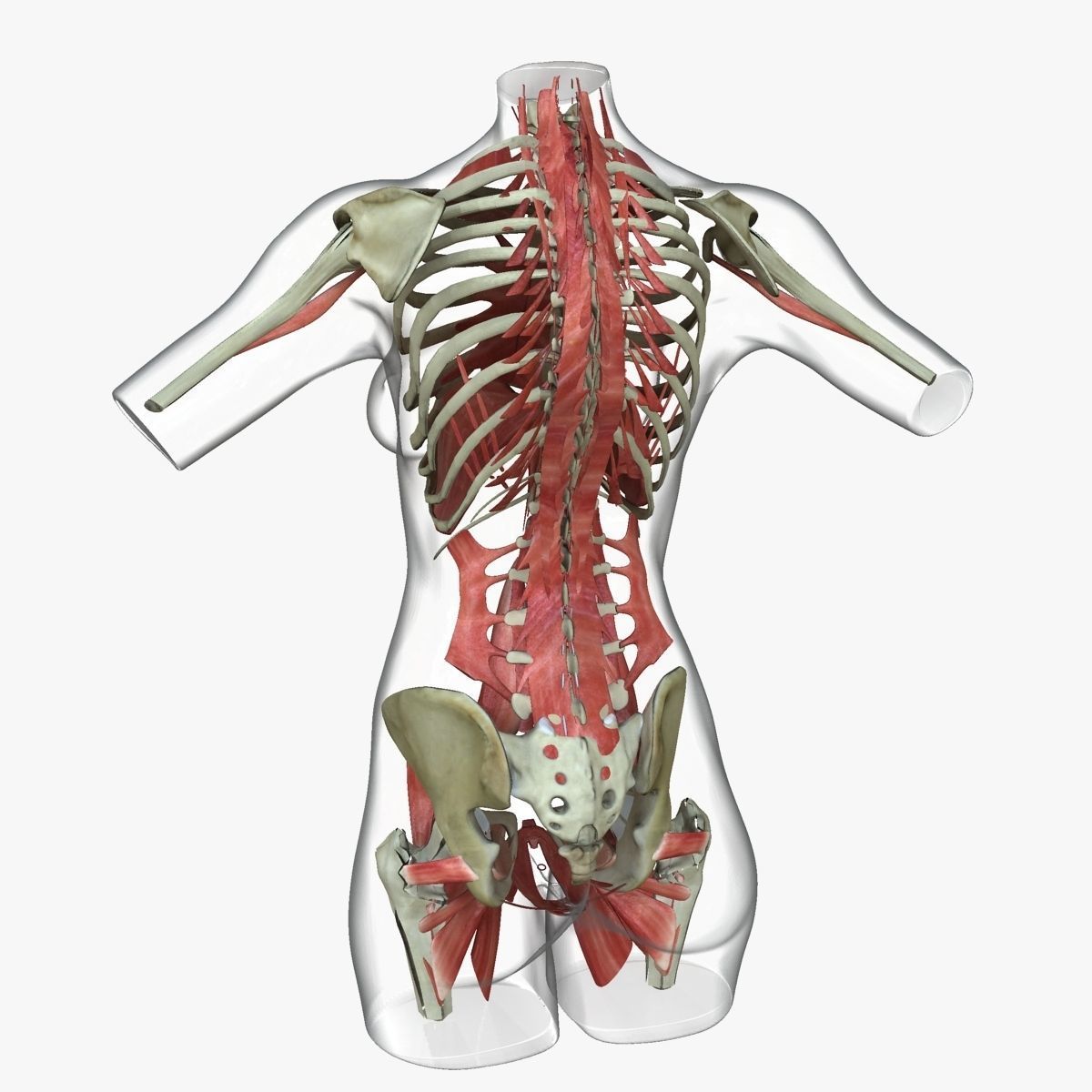 Full Female Torso Anatomy 3D model_9
