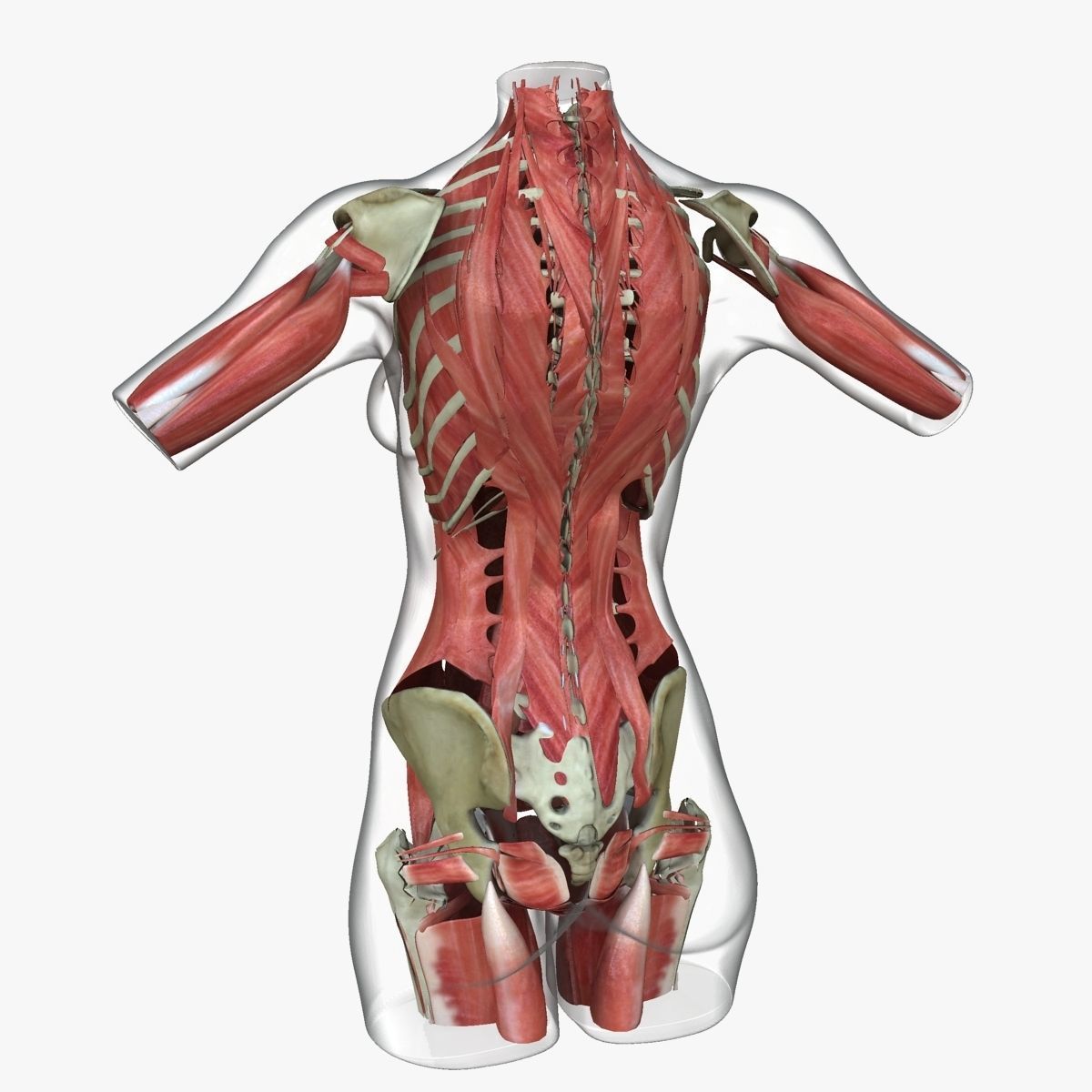 Full Female Torso Anatomy 3D model_11