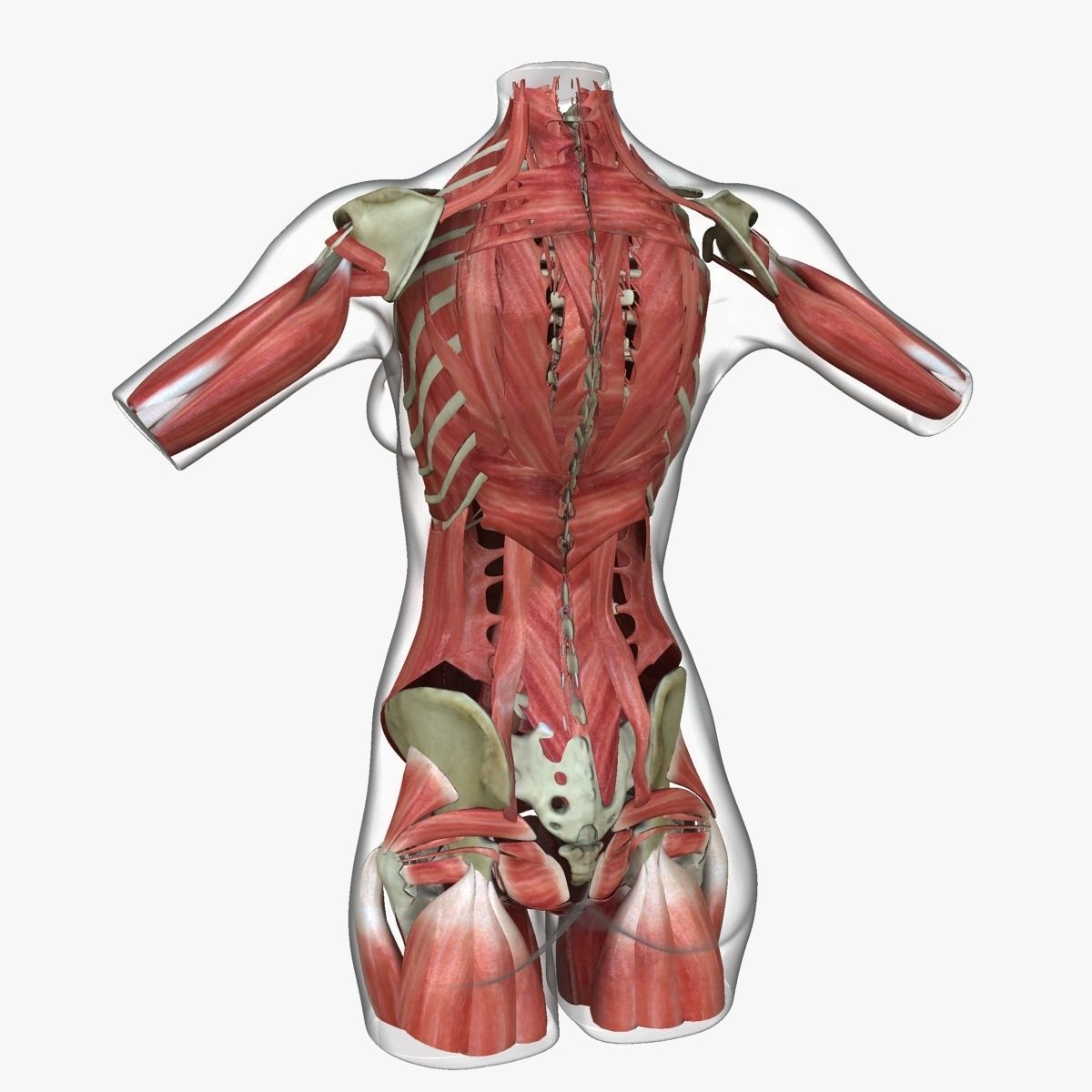 Full Female Torso Anatomy 3D model_12