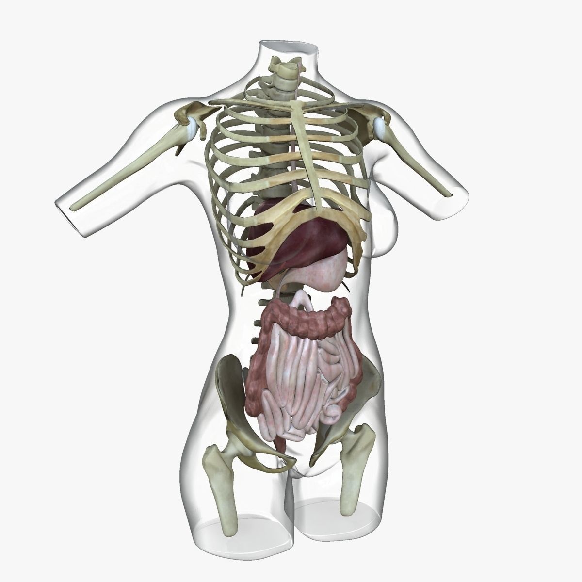 Full Female Torso Anatomy 3D model_48