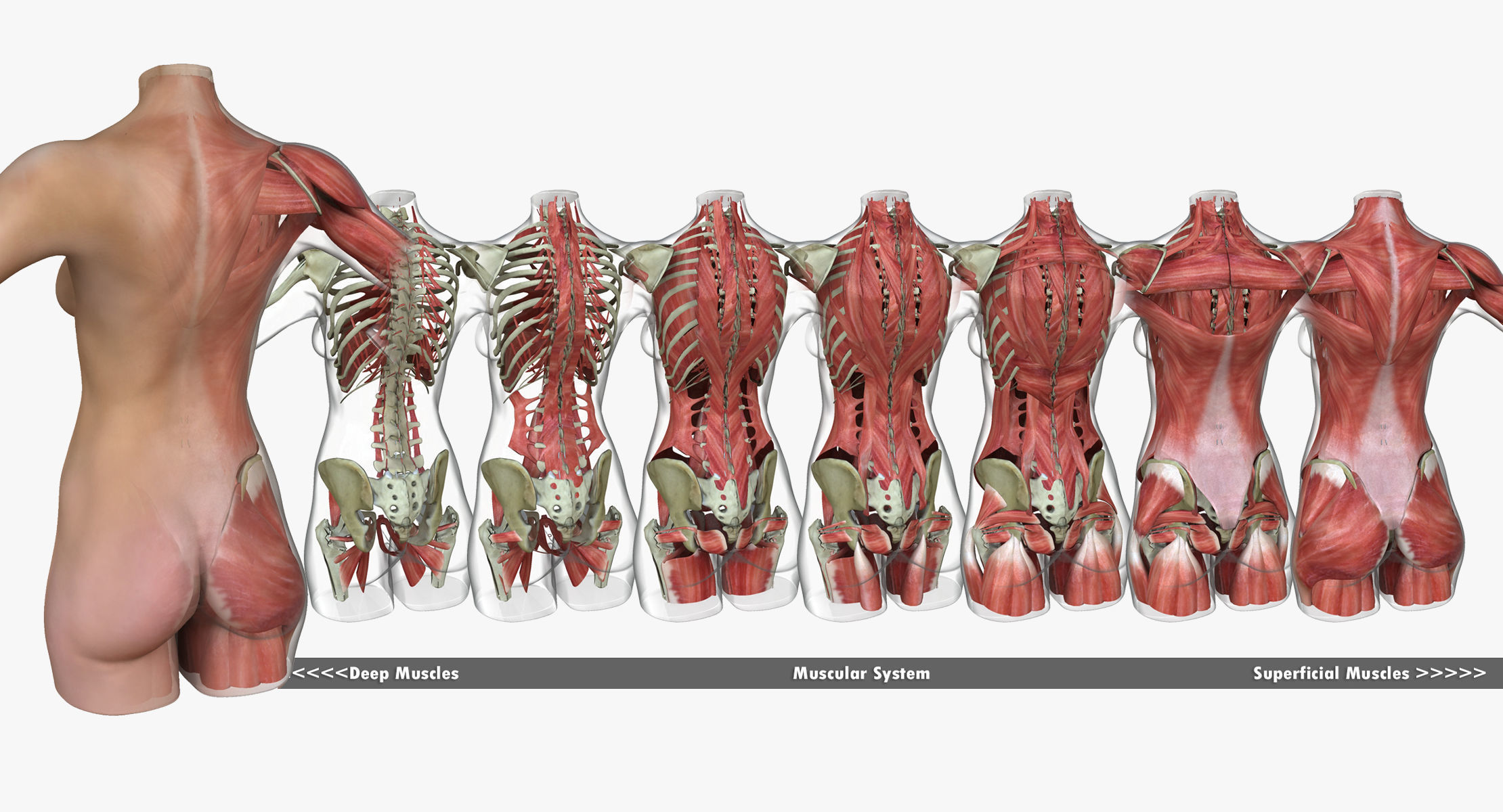 Full Female Torso Anatomy 3D model_3