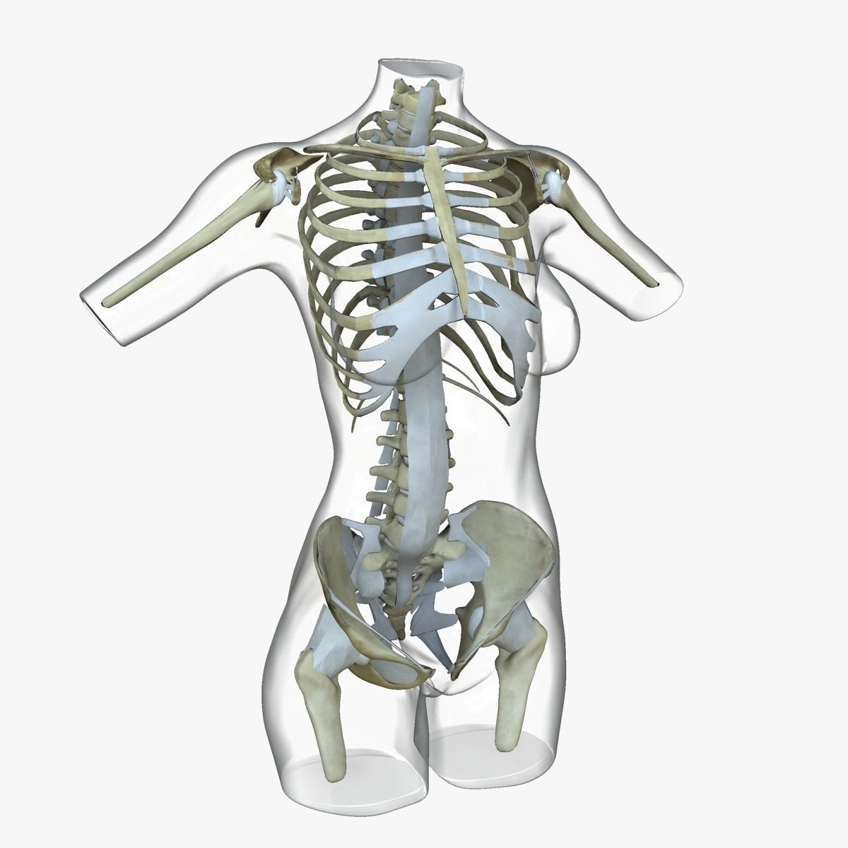 Full Female Torso Anatomy 3D model_43