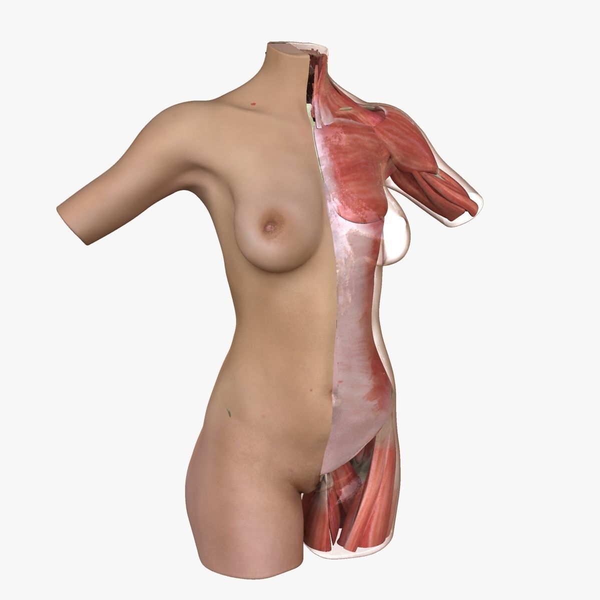 Full Female Torso Anatomy 3D model_31