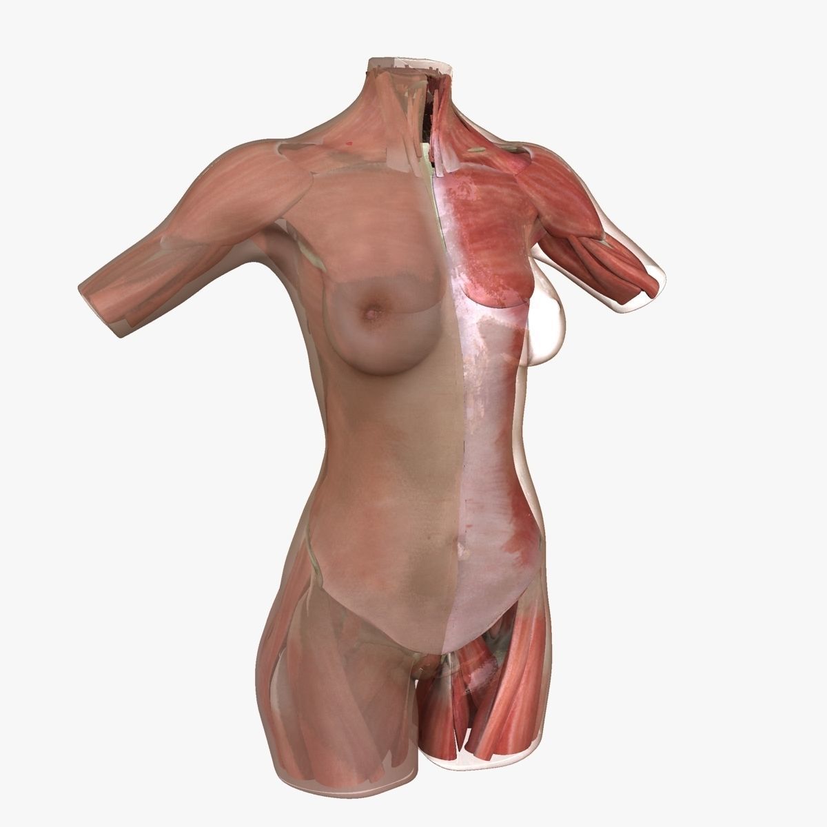 Full Female Torso Anatomy 3D model_30