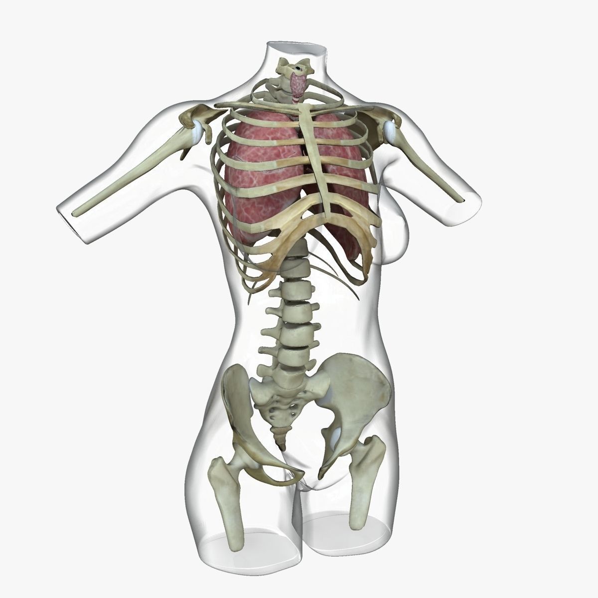 Full Female Torso Anatomy 3D model_47